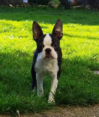 Étalon Boston Terrier - Sweetness de la Fin'Amor de Larzaelle