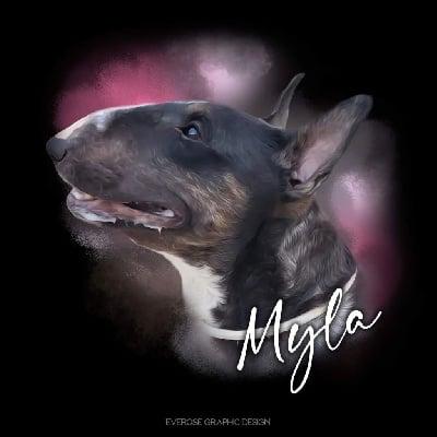 Étalon Bull Terrier - funroy Middle in the night