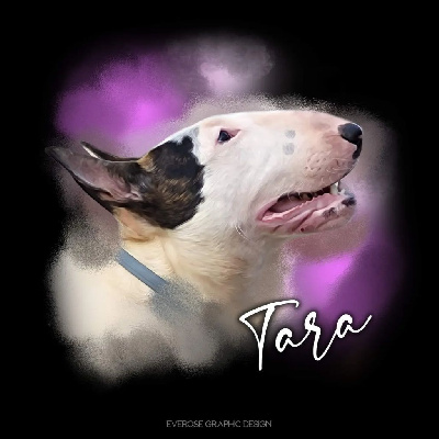 Étalon Bull Terrier - Inspired by valkyrie for canis nefertiti