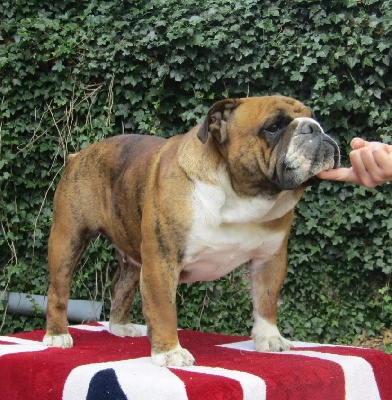 Étalon Bulldog Anglais - Only the best del Caliborso