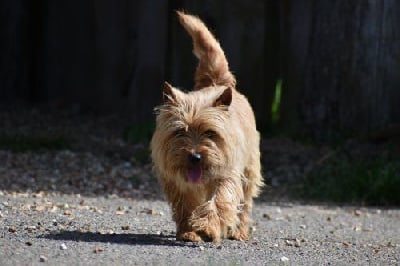 Étalon Cairn Terrier - Pommery du  harpouy  d'  auzan
