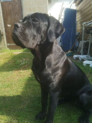 Étalon Cane Corso - Shanelle dit sky des gardiens du panthéon (Sans Affixe)