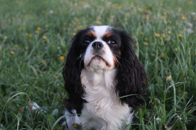 Étalon Cavalier King Charles Spaniel - Perla Du Clos De Compostelle