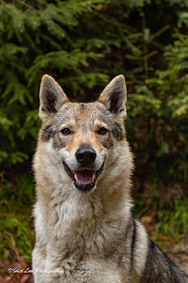 Étalon Chien-loup tchecoslovaque - M'wood-heen meeh'lo De L'Equinox Des Bois Noirs