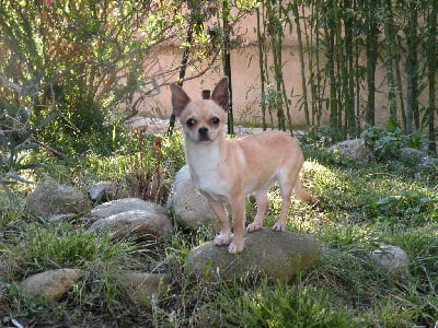 Étalon Chihuahua - Pepa du Paradis des Diablotins