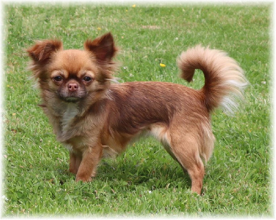 Étalon Chihuahua - Roussia du Domaine d' Aiden