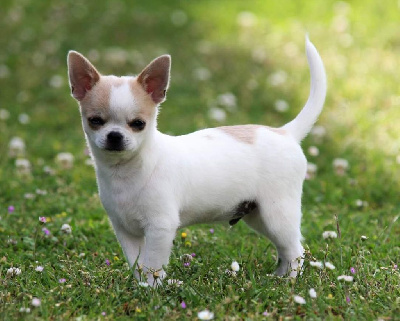 Étalon Chihuahua - modo di vita Sting