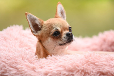 Étalon Chihuahua - Raiponce de L'Arbre des Batailles