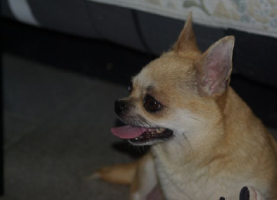 Étalon Chihuahua -  pepsi