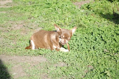 Étalon Chihuahua - Pepitte De lovely glasgow