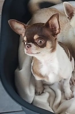 Étalon Chihuahua - Pink lady De La Vallee Des Pharaons