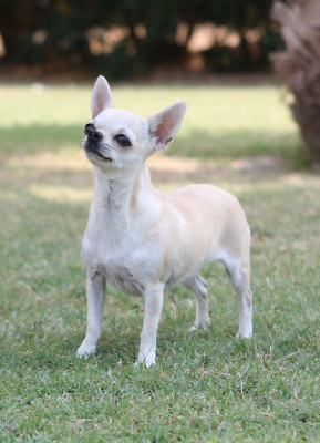 Étalon Chihuahua - Remember du porche jaune