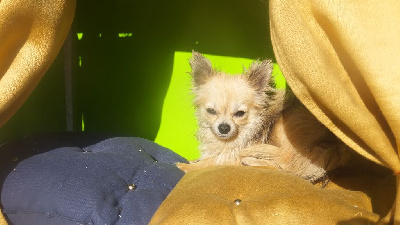 Étalon Chihuahua - Scherzo (Sans Affixe)