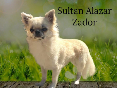 Étalon Chihuahua - Sultan alazar zador