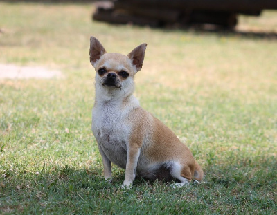 Étalon Chihuahua - Romance du Domaine San Sébastian