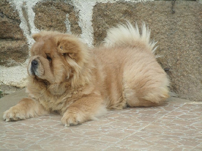 Étalon Chow Chow - Russia cina belle Famous Dream