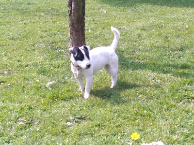 Étalon Jack Russell Terrier - Raven du Haras des Ifs