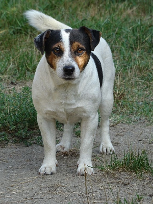 Étalon Jack Russell Terrier - Nuts du pont du riot d'Esnes