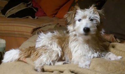 Étalon Jack Russell Terrier - Only dit olly D'Amour Et D'Eau Fraiche