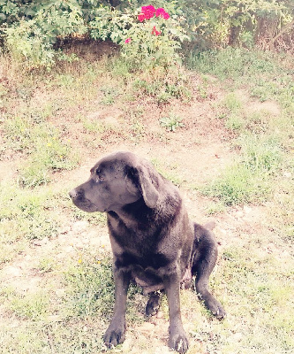 Étalon Labrador Retriever - Reglisse de la Passe de L' Eider