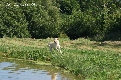 Étalon Labrador Retriever - Raya des étangs de Fly