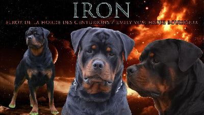 Étalon Rottweiler - Iron (Sans Affixe)