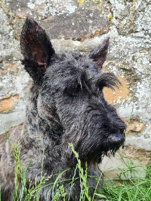 Étalon Scottish Terrier - Olympe du mont de la chenaie