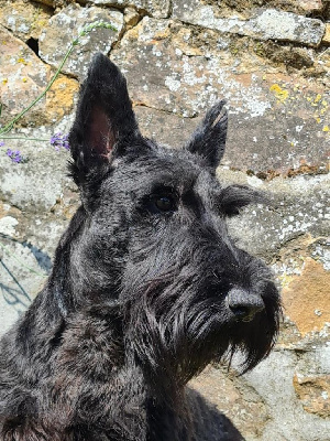 Étalon Scottish Terrier - Royalty du mont de la chenaie