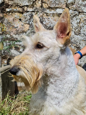 Étalon Scottish Terrier - Roumba du mont de la chenaie