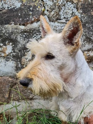 Étalon Scottish Terrier - Olive du mont de la chenaie