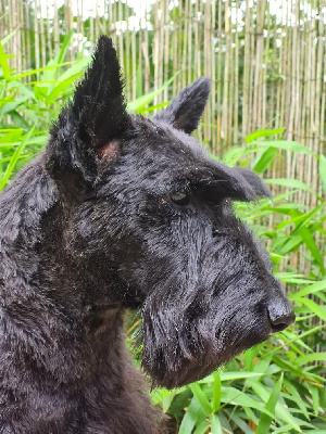 Étalon Scottish Terrier - Reglisse du mont de la chenaie