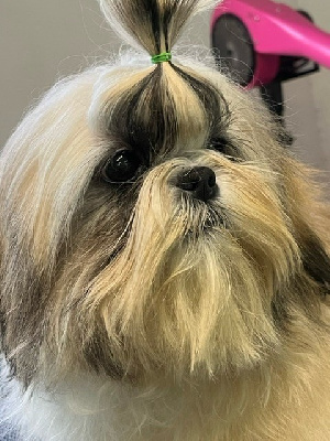 Étalon Shih Tzu - Strass brillant De Pepsie Pep's