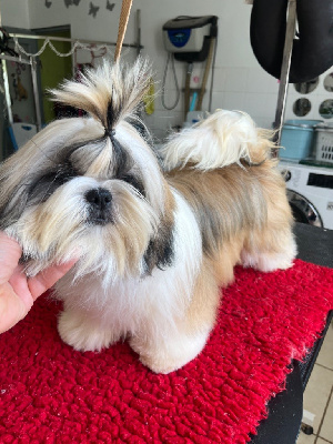 Étalon Shih Tzu - Slovenia De Pepsie Pep's
