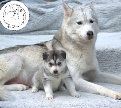 Étalon Siberian Husky - P'roxy de l'Echo du Puy des Loups