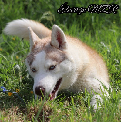 Étalon Siberian Husky - MZR Shiva