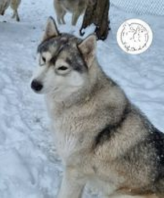 Étalon Siberian Husky - Polka de l'écume des cimes blanches