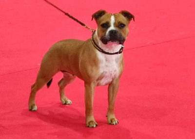 Étalon Staffordshire Bull Terrier - Show must go on  House Of Warrior