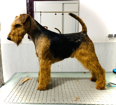Étalon Welsh Terrier - Welsh attitude Radar