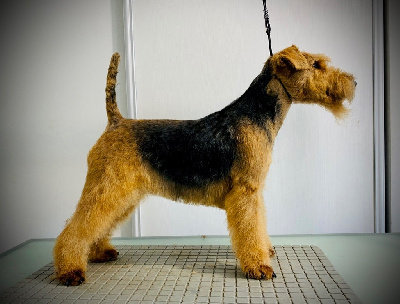 Étalon Welsh Terrier - Welsh attitude Open the fire