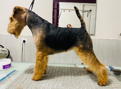 Étalon Welsh Terrier - Welsh attitude Six sens