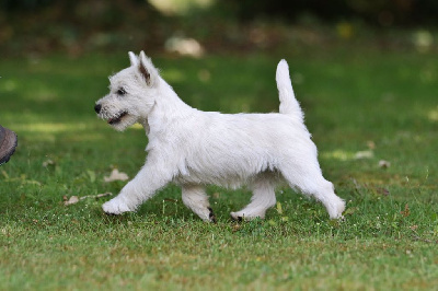 Étalon West Highland White Terrier - Toupy or not toupy d'Isarudy