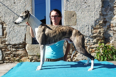 Étalon Whippet - Numb dream ococ De Lev'horse}