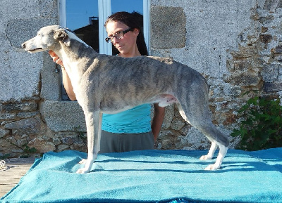 Étalon Whippet - Madly magic dance of Cyly of Course