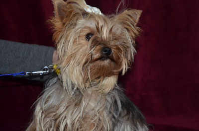Étalon Yorkshire Terrier - R'symphonie de la vie de la plaine du Jaelma