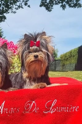 Étalon Yorkshire Terrier - Sortie d'un rêve Des Anges De Lumiére