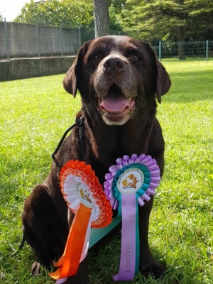 Étalon Labrador Retriever - Jedy Des bayannins