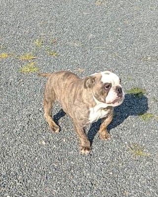 Étalon Bulldog Anglais - Samantha biglove Inukamour