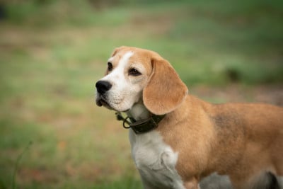 Étalon Beagle - Simba Des Chasseurs Du Temps