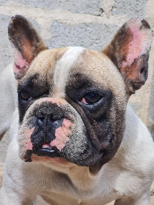 Étalon Bouledogue français - Ooligan (Sans Affixe)