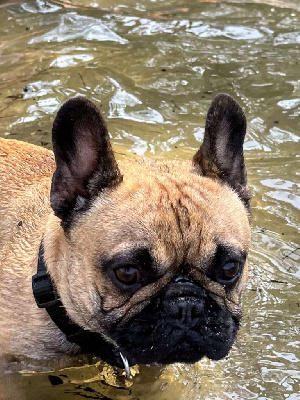 Étalon Bouledogue français - Spike little angel du clos des voinauds
